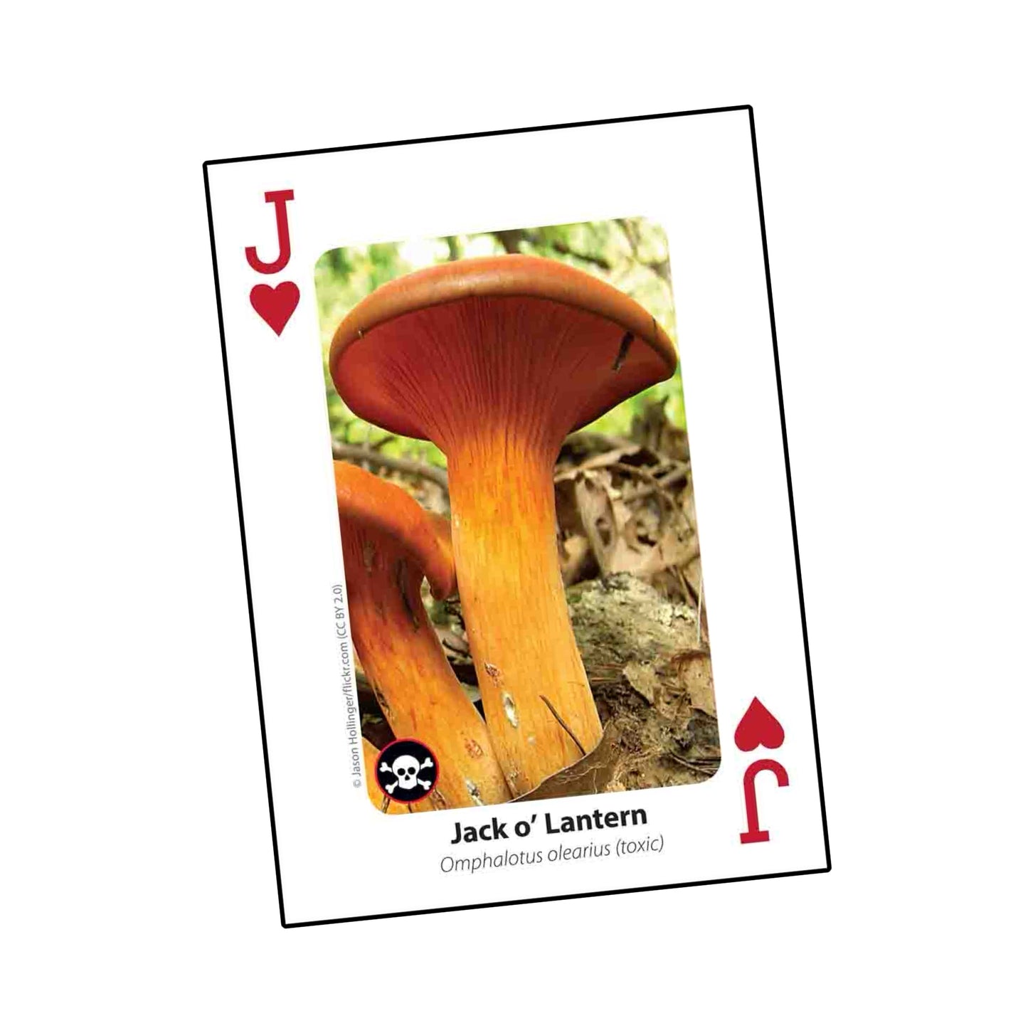 Mushrooms Playing Cards