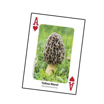 Mushrooms Playing Cards