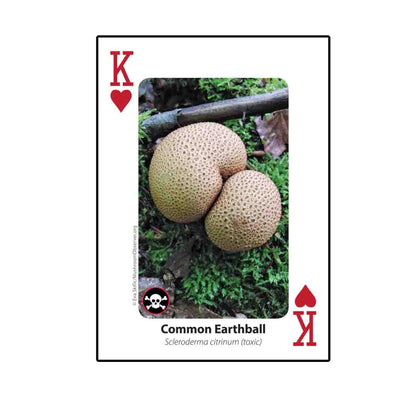 Mushrooms Playing Cards