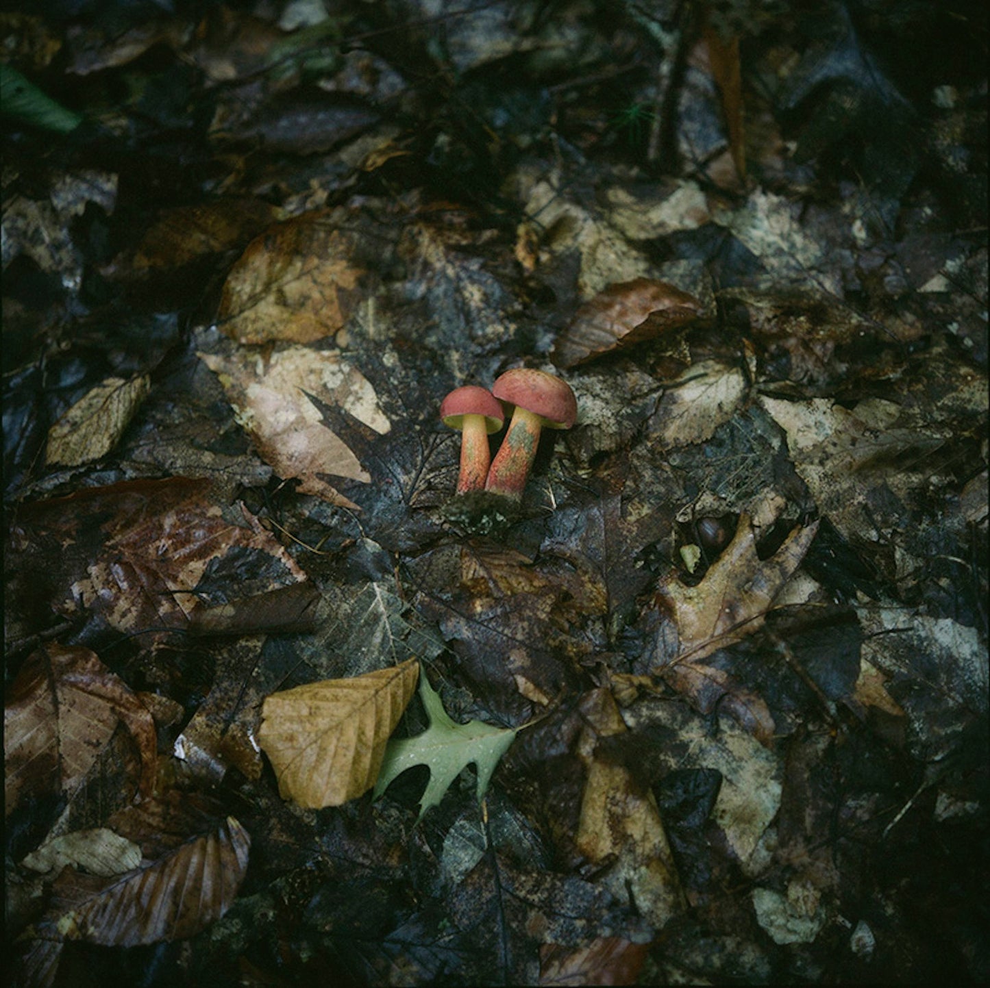 Bi-Color Bolete