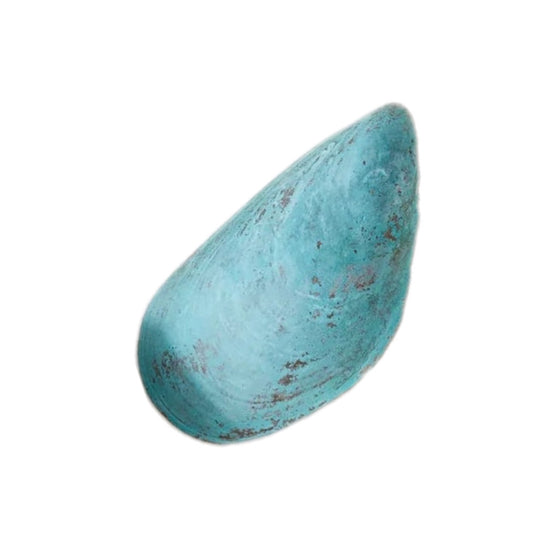 Verdigris Mussel Shell